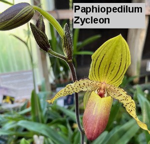 Paphiopedilum